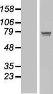 Western Blot: POGK Overexpression Lysate (Adult Normal) [NBP2-06971] Left-Empty vector transfected control cell lysate (HEK293 cell lysate); Right -Over-expression Lysate for POGK.