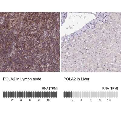 Immunohistochemistry-Paraffin POLA2 Antibody