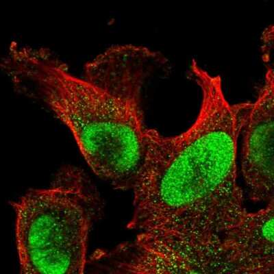 Immunocytochemistry/ Immunofluorescence POLD3 Antibody - BSA Free