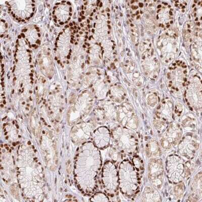 Immunohistochemistry: POLD3 Antibody [NBP2-38862] - Staining of human stomach shows strong nuclear positivity in glandular cells.