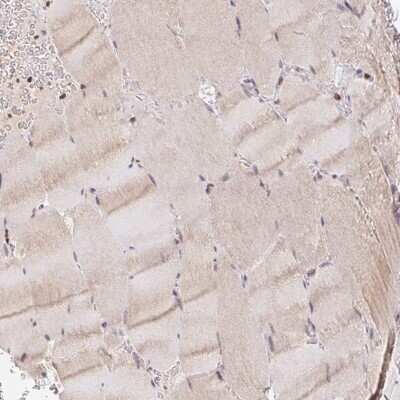 Immunohistochemistry-Paraffin: POLD3 Antibody [NBP2-38862] - Staining of human skeletal muscle shows low expression as expected.