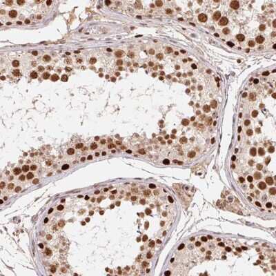 Immunohistochemistry-Paraffin: POLD3 Antibody [NBP2-38862] - Staining of human testis shows high expression.