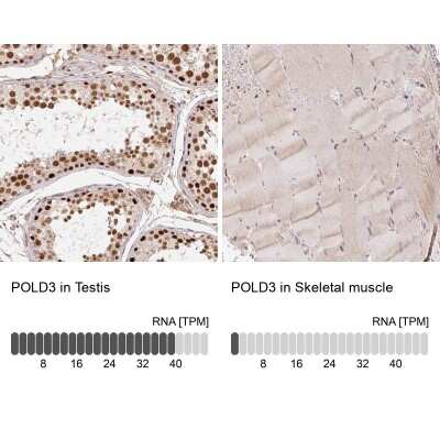 <b>Orthogonal Strategies Validation. </b>Immunohistochemistry-Paraffin: POLD3 Antibody [NBP2-38862] - Staining in human testis and skeletal muscle tissues using anti-POLD3 antibody. Corresponding POLD3 RNA-seq data are presented for the same tissues.