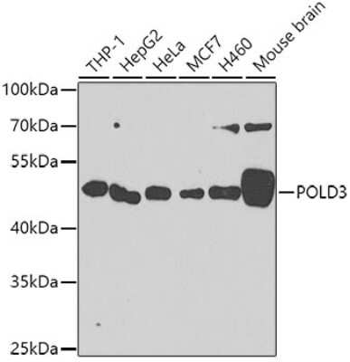 Western Blot POLD3 Antibody - BSA Free