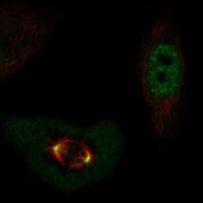 Immunocytochemistry/ Immunofluorescence POLD4 Antibody