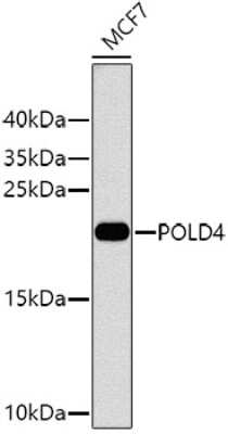 Western Blot: POLD4 Antibody [NBP2-94725] - Analysis of extracts of MCF-7 cells, using POLD4 at 1:1000 dilution.Secondary antibody: HRP Goat Anti-Rabbit IgG (H+L) at 1:10000 dilution.Lysates/proteins: 25ug per lane.Blocking buffer: 3% nonfat dry milk in TBST.Detection: ECL Basic Kit .Exposure time: