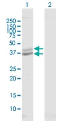 Western Blot: POLDIP2 Antibody [H00026073-B01P] - Analysis of POLDIP2 expression in transfected 293T cell line by POLDIP2 polyclonal antibody.  Lane 1: POLDIP2 transfected lysate(40.48 KDa). Lane 2: Non-transfected lysate.