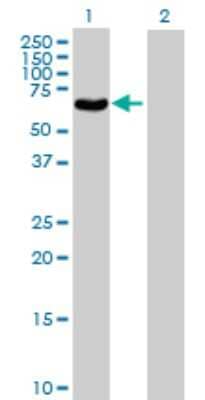 Western Blot: POLG2 Antibody [H00011232-B01P] - Analysis of POLG2 expression in transfected 293T cell line by POLG2 polyclonal antibody.  Lane 1: POLG2 transfected lysate(53.35 KDa). Lane 2: Non-transfected lysate.