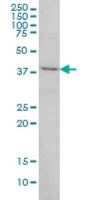 Western Blot: POLR1C Antibody (2E11) [H00009533-M03] - Analysis of POLR1C expression in HeLa (Cat # L013V1).