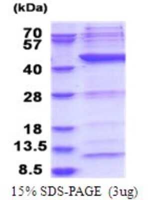 SDS-Page: POLR1C Recombinant Protein [NBP2-51765] - 15% SDS Page (3 ug)