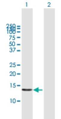 Western Blot: POLR1D Antibody [H00051082-B01P] - Analysis of POLR1D expression in transfected 293T cell line by POLR1D polyclonal antibody.  Lane 1: POLR1D transfected lysate(14.63 KDa). Lane 2: Non-transfected lysate.