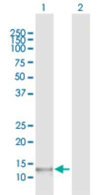 Western Blot: POLR1D Antibody [H00051082-D01P] - Analysis of POLR1D expression in transfected 293T cell line by POLR1D polyclonal antibody.Lane 1: POLR1D transfected lysate(15.20 KDa).Lane 2: Non-transfected lysate.