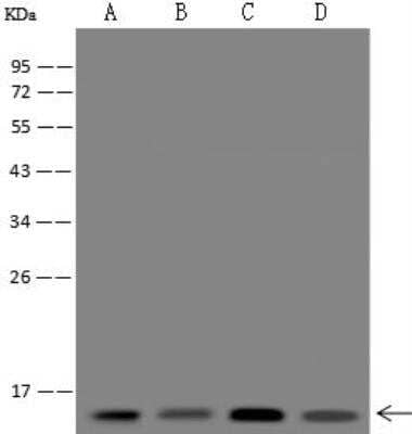 Western Blot: POLR1D Antibody [NBP3-12596] - Lane A: HepG2 Whole Cell LysateLane B: HeLa Whole Cell LysateLane C: Jurkat Whole Cell LysateLane D: U-251 MG Whole Cell LysateLysates/proteins at 30 ug per lane.SecondaryGoat Anti-Rabbit IgG (H+L)/HRP at 1/10000 dilution.Developed using the ECL technique.Performed under reducing conditions.Predicted band size:15 kDaObserved band size:15 kDa