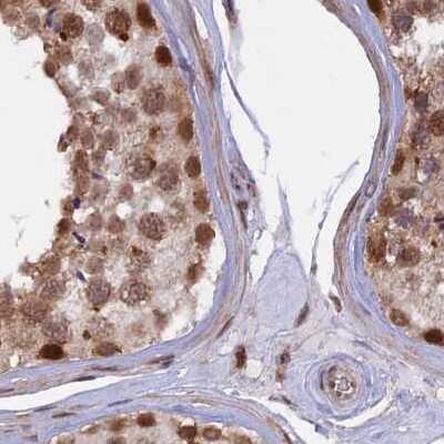 Immunohistochemistry-Paraffin: POLR2C Antibody [NBP1-80817] - Staining of human testis.