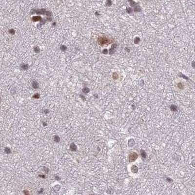 Immunohistochemistry-Paraffin: POLR2C Antibody [NBP1-80817] - Staining of human cerebral cortex.