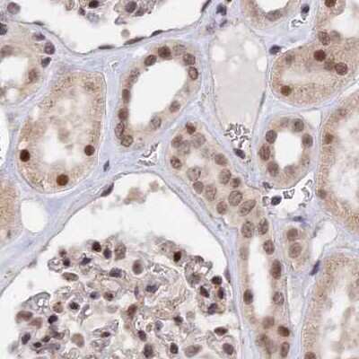 Immunohistochemistry-Paraffin: POLR2C Antibody [NBP1-80817] - Staining of human kidney.