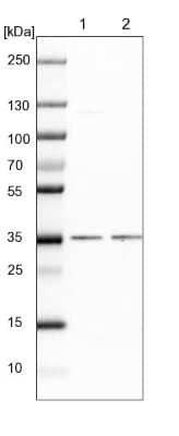 Western Blot: POLR2C Antibody [NBP1-80817] - Lane 1: NIH-3T3 cell lysate (Mouse embryonic fibroblast cells). Lane 2: NBT-II cell lysate (Rat Wistar bladder tumor cells).