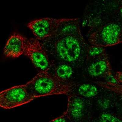 Immunocytochemistry/Immunofluorescence: POLR2D Antibody [NBP2-56784] - Staining of human cell line Hep G2 shows localization to nuclear speckles.