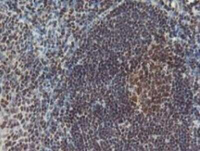 <b>Biological Strategies Validation. </b>Immunohistochemistry-Paraffin: POLR2E Antibody (OTI3B5) [NBP2-00482] - Human tonsil.