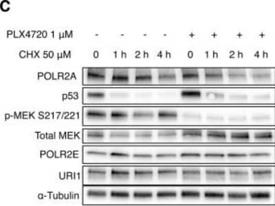 Western Blot: POLR2E Antibody (OTI3B5) [NBP2-00482] - POLR2A is destabilized by inhibition of oncogenic BRAFV600E signaling. Representative immunoblot of A375-P cells treated with PLX4720 or DMSO control for 16 hours, followed by cycoheximide treatment for the indicated timepoints. The lower panel shows the quantification of three independent biological replicates, normalized to the respective 0 CHX timepoint and alpha-Tubulin loading control (mean +/- SD). Image collected and cropped by CiteAb from the following publication (//www.nature.com/articles/s41598-019-44112-7), licensed under a CC-BY license.