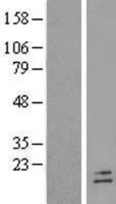 Western Blot: POLR2F Overexpression Lysate (Adult Normal) [NBL1-14583] Left-Empty vector transfected control cell lysate (HEK293 cell lysate); Right -Over-expression Lysate for POLR2F.