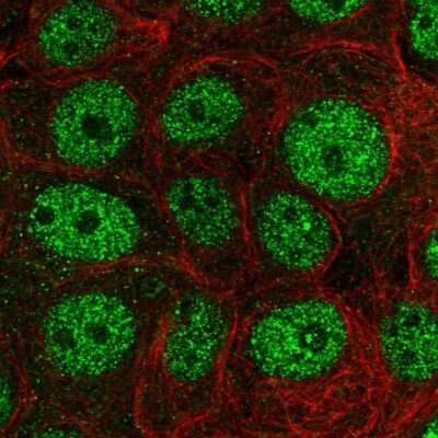 Immunocytochemistry/Immunofluorescence: POLR2G Antibody [NBP2-47329] - Staining of human cell line MCF7 shows localization to nucleoplasm. Antibody staining is shown in green.