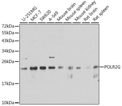 Western Blot: POLR2G Antibody [NBP2-95215] - Analysis of extracts of various cell lines, using POLR2G at 1:1000 dilution. Secondary antibody: HRP Goat Anti-Rabbit IgG (H+L) at 1:10000 dilution. Lysates/proteins: 25ug per lane. Blocking buffer: 3% nonfat dry milk in TBST. Detection: ECL Basic Kit . Exposure time: 10s.