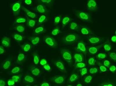 Immunocytochemistry/Immunofluorescence: POLR2J Antibody [NBP2-94566] - Analysis of A549 cells using POLR2J .