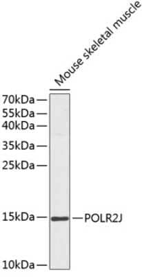 Western Blot: POLR2J Antibody [NBP2-94566] - Analysis of extracts of mouse skeletal muscle, using POLR2J at 1:1000 dilution.Secondary antibody: HRP Goat Anti-Rabbit IgG (H+L) at 1:10000 dilution.Lysates/proteins: 25ug per lane.Blocking buffer: 3% nonfat dry milk in TBST.Detection: ECL Basic Kit .Exposure time: 90s.