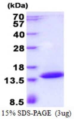 SDS-PAGE Recombinant Human POLR2J3 His Protein