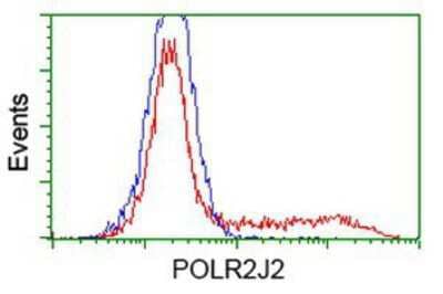 Flow Cytometry: POLR2J2 Antibody (3G4) [NBP2-03649] - HEK293T cells transfected with either overexpression plasmid (Red) or empty vector control plasmid (Blue) were immunostained by anti-POLR2J2 antibody, and then analyzed by flow cytometry.