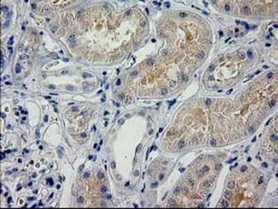 Immunohistochemistry-Paraffin: POLR2J2 Antibody (3G4) [NBP2-03649] - Staining of paraffin-embedded Human Kidney tissue using anti-POLR2J2 mouse monoclonal antibody.