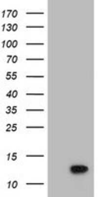 Western Blot: POLR2J2 Antibody (3G4) [NBP2-03649] - HEK293T cells were transfected with the pCMV6-ENTRY control (Left lane) or pCMV6-ENTRY POLR2J2 (Right lane) cDNA for 48 hrs and lysed. Equivalent amounts of cell lysates (5 ug per lane) were separated by SDS-PAGE and immunoblotted with anti-POLR2J2.