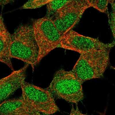 Immunocytochemistry/ Immunofluorescence POLR2K Antibody