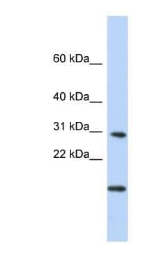 Western Blot POLR2K Antibody