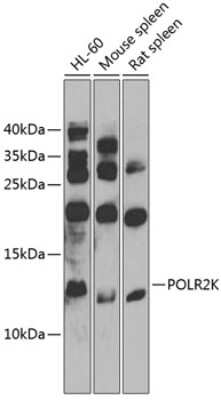 Western Blot POLR2K Antibody - BSA Free