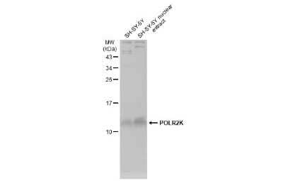 Western Blot: POLR2K Antibody [NBP3-13148] - SH-SY5Y whole cell and nuclear extracts (30 ug) were separated by 15% SDS-PAGE, and the membrane was blotted with POLR2K antibody (NBP3-13148) diluted at 1:1000. The HRP-conjugated anti-rabbit IgG antibody (NBP2-19301) was used to detect the primary antibody, and the signal was developed with Trident ECL plus-Enhanced.