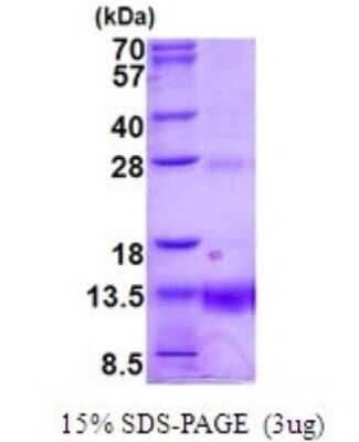 SDS-Page: POLR2K Recombinant Protein [NBP2-51901] - 15% SDS Page (3 ug)