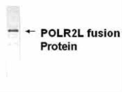 Western Blot: POLR2L Antibody [NB120-14254] - Western blot detection of E coli-derived POLR2L fusion protein. IgY dilutions: 1:2000, goat anti-IgY Fc-HRP: 1:1000, colorimetric method for signal development. ( anti-POLR2L )