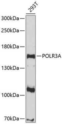 Western Blot: POLR3A Antibody [NBP2-94211] - Analysis of extracts of 293T cells, using POLR3A .Exposure time: 90s.