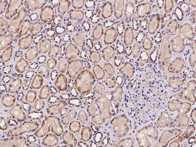 Immunohistochemistry-Paraffin: POLR3B Antibody [NBP3-06317] - Immunochemical staining of human POLR3B in human kidney with rabbit polyclonal antibody at 1:100 dilution, formalin-fixed paraffin embedded sections.