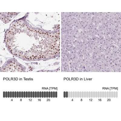 <b>Orthogonal Strategies Validation. </b>Immunohistochemistry-Paraffin: POLR3D Antibody [NBP2-49556] - Staining in human testis and liver tissues using anti-POLR3D antibody. Corresponding POLR3D RNA-seq data are presented for the same tissues.