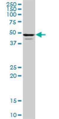 Western Blot: POLR3D Antibody [H00000661-B01P] - POLR3D MaxPab polyclonal antibody. Western Blot analysis of POLR3D expression in Hela NE.