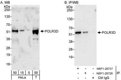 Western Blot POLR3D Antibody