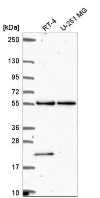Western Blot POLR3D Antibody - BSA Free