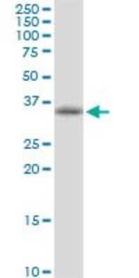 Western Blot: POLR3F Antibody [H00010621-B01P] - Analysis of POLR3F expression in HepG2.