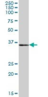 Western Blot: POLR3F Antibody [H00010621-B01P] - Analysis of POLR3F expression in human pancreas.