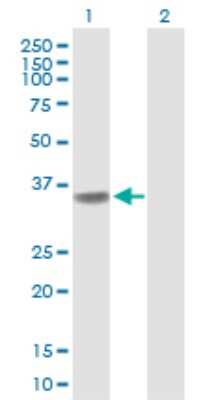 Western Blot: POLR3F Antibody [H00010621-B01P] - Analysis of POLR3F expression in transfected 293T cell line by POLR3F polyclonal antibody.  Lane 1: POLR3F transfected lysate(34.76 KDa). Lane 2: Non-transfected lysate.