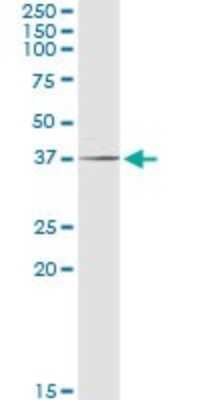 Western Blot: POLR3F Antibody [H00010621-D01P] - Analysis of POLR3F expression in human liver.