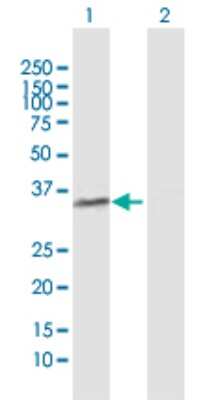 Western Blot: POLR3F Antibody [H00010621-D01P] - Analysis of POLR3F expression in transfected 293T cell line by POLR3F polyclonal antibody.Lane 1: POLR3F transfected lysate(35.70 KDa).Lane 2: Non-transfected lysate.